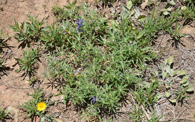 Lupinus hillii, Hill's Lupine, Southwest Desert Flora